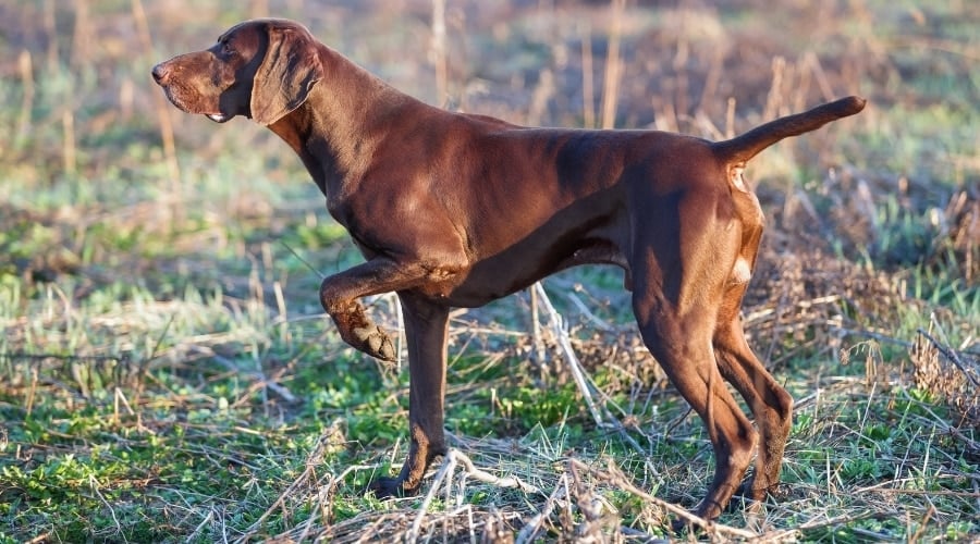 Hunting Dog in a Field