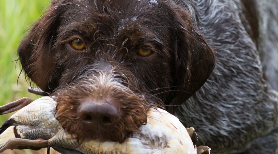 Hunting Spaniel with Bird in Mouth
