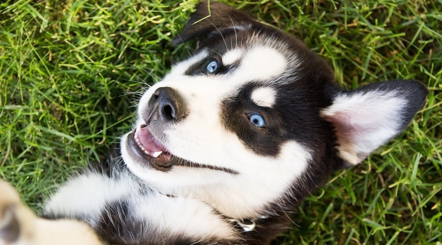Huskador Playing Puppy