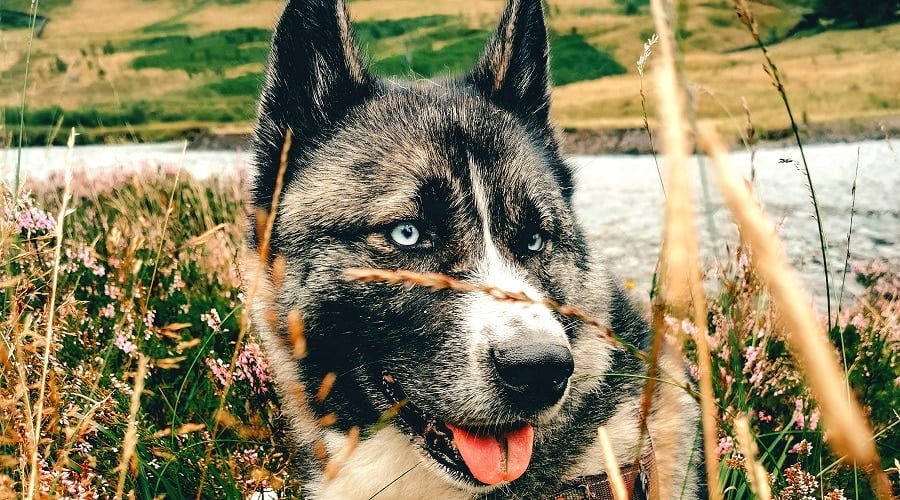 Huskita Mixed Breed Dog