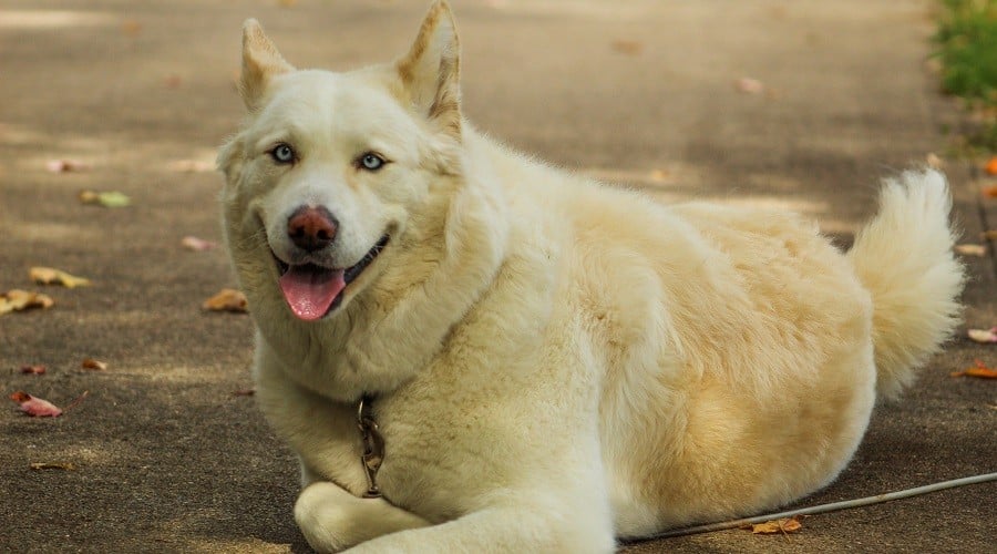 Huskita