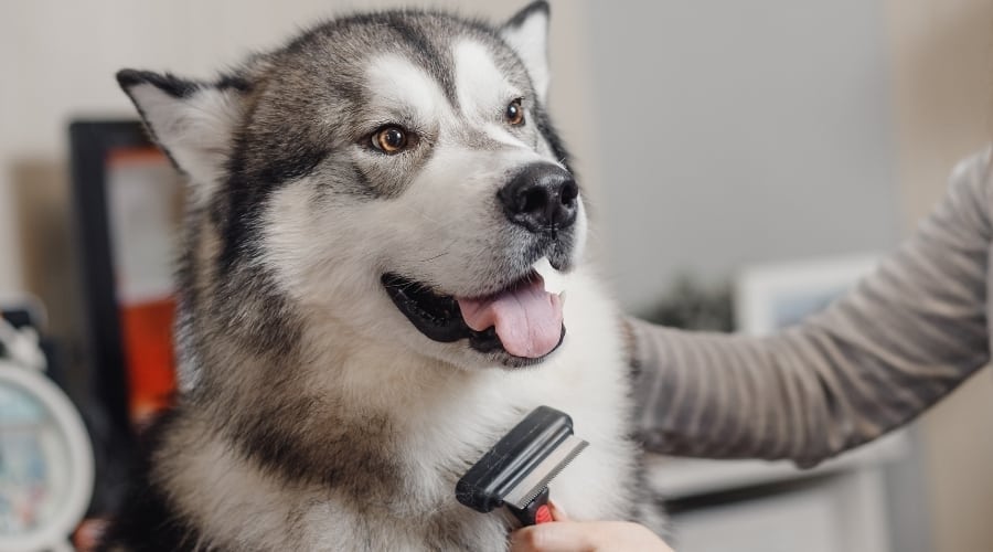 Husky Being DeShedded