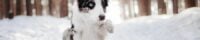 Border Collie Husky Mix