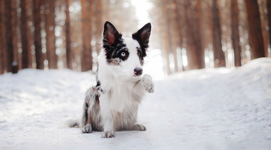 Border Collie Siberian Husky Mix Breed Information, Facts & More Canine Journal
