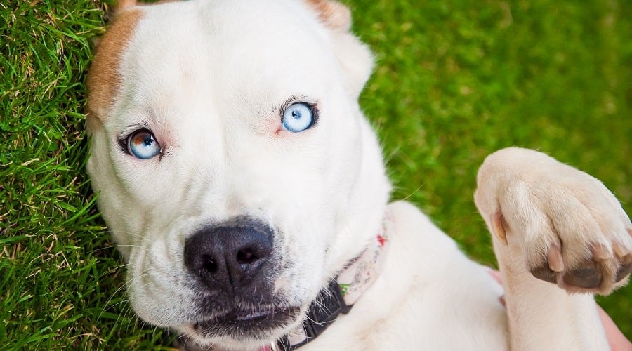 Husky Boxer Mix