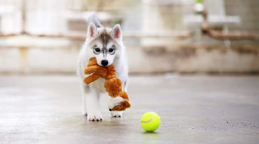 Husky Chasing Toys
