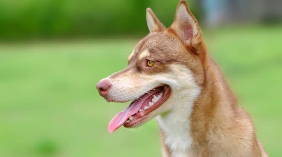 Husky Corgi Mix Breed Dog in Grass