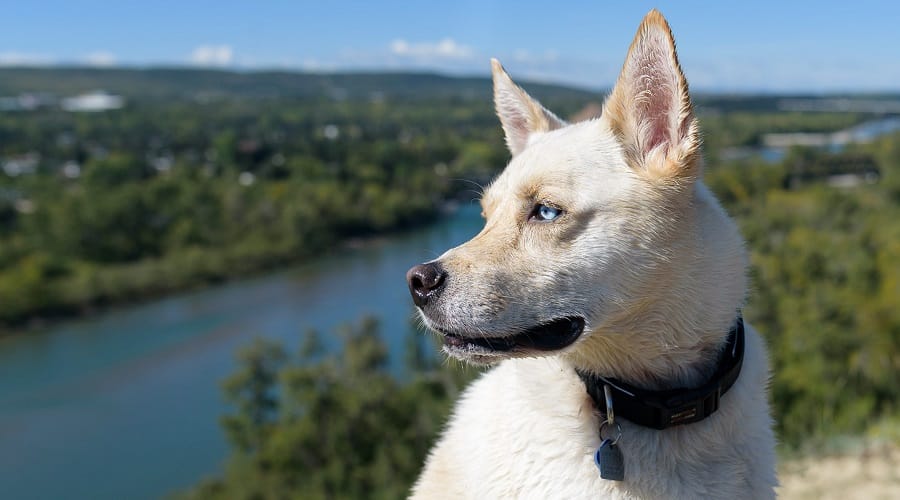 Husky Corgi Mix