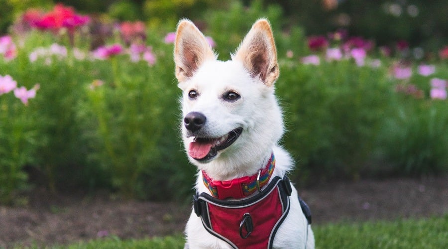 Husky Corgi