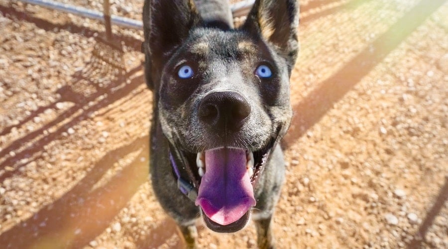 Husky Doberman Temperament