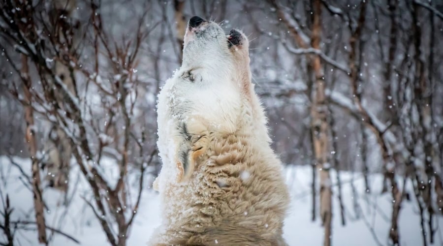 Husky Dog Howling Outdoors