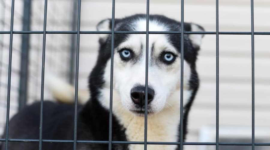 Husky Dog in Rescue Kennel