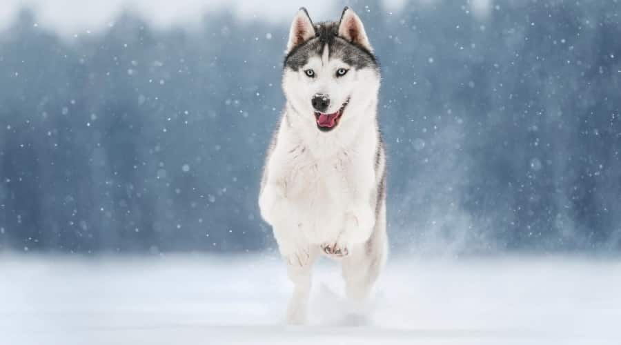 Husky Exercising