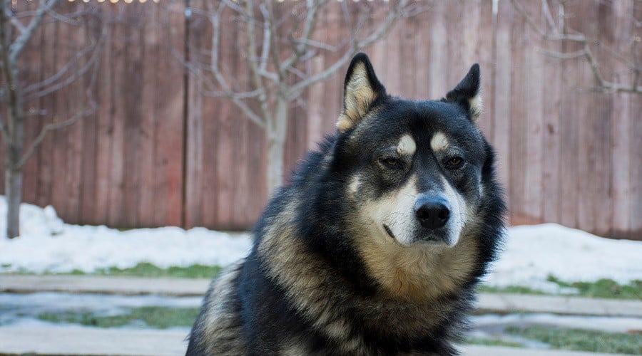 Husky GSD Mix Breeders