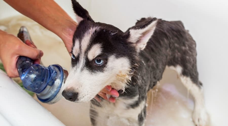 Husky Getting Bathed in Bathtub