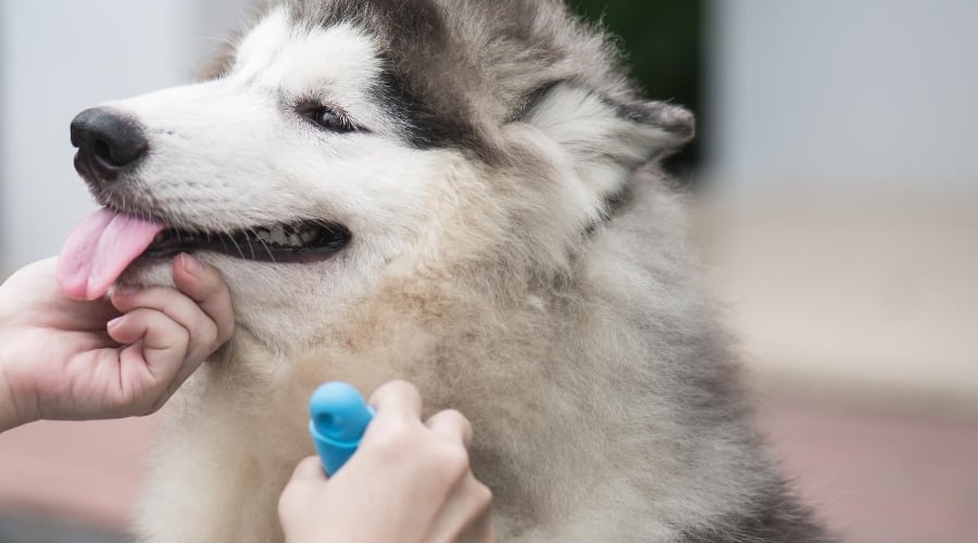Husky Getting Brushed By Woman