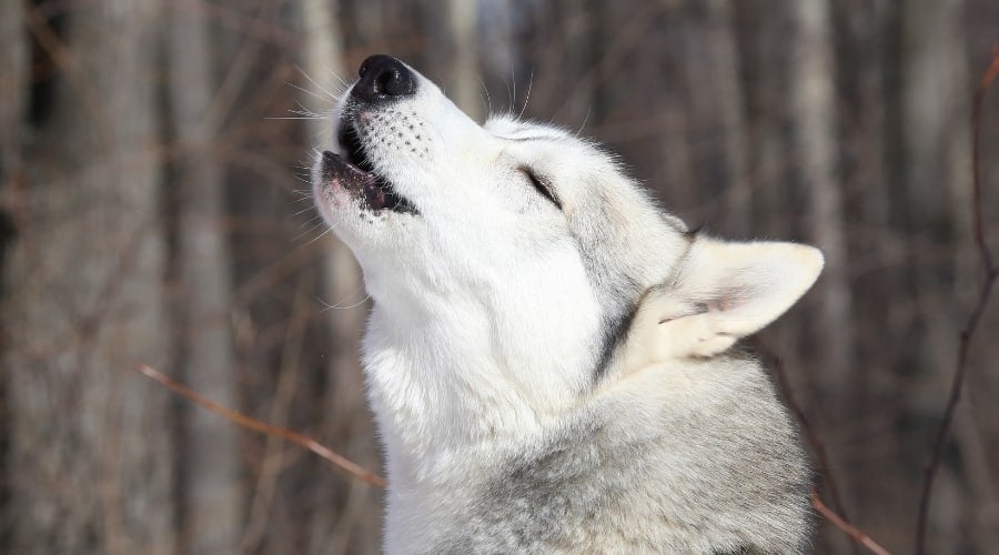 Husky Howling Outdoors