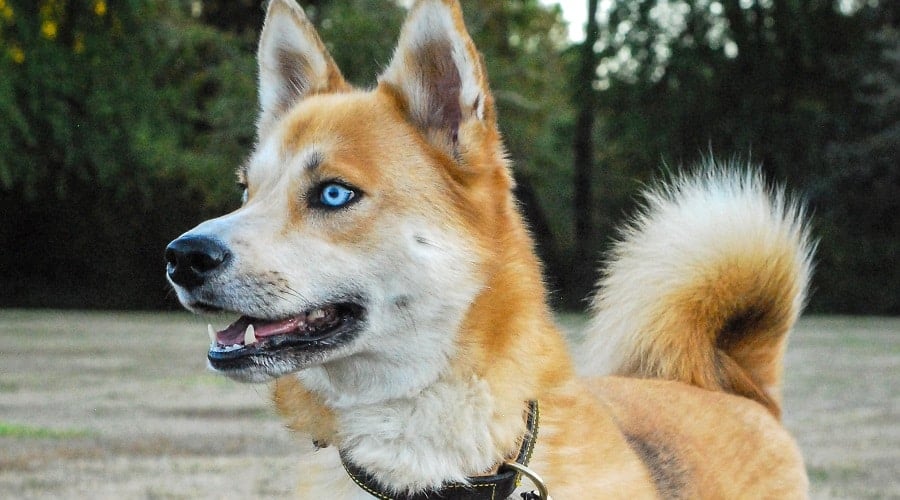 Husky Inu