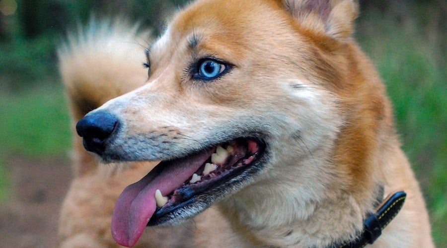 Husky Inu Coat Colors