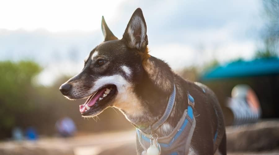 Husky Inu during Training