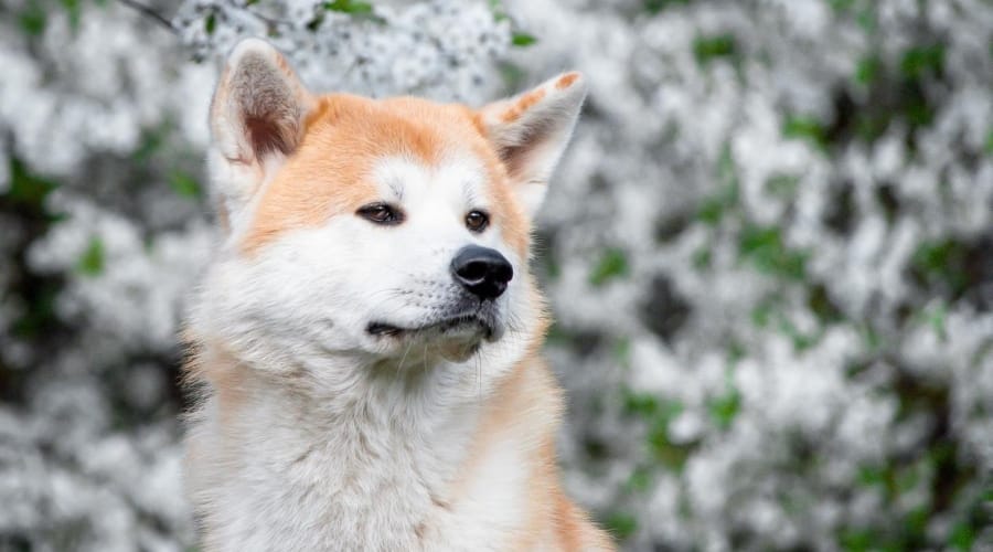 Husky Inu in snow
