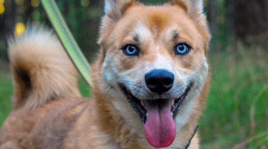 Husky Inu outdoors