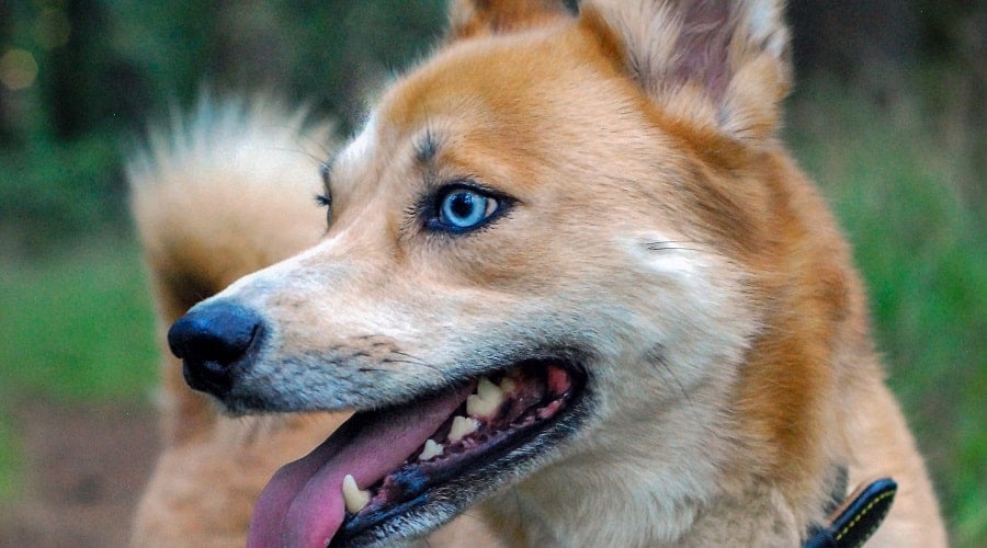 Husky Inu