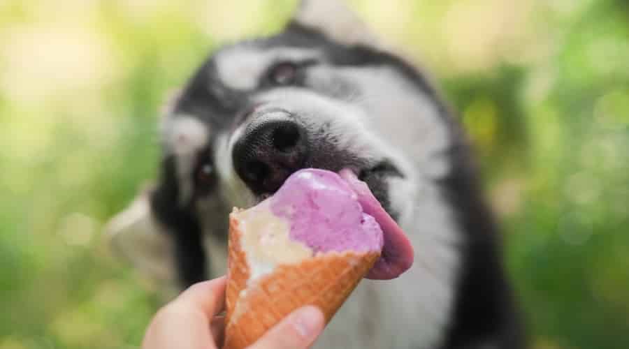 Husky Licking Waffle ice cream cone.