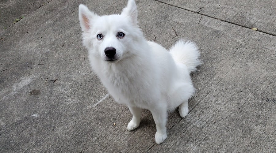 Husky Pomeranian Mix White Coat