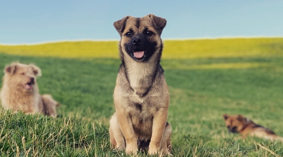 Husky Pug Mix outside. 