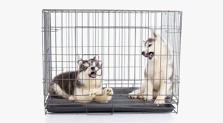 Best Dog Crates For Siberian Huskies Kennel Types, Sizes & More