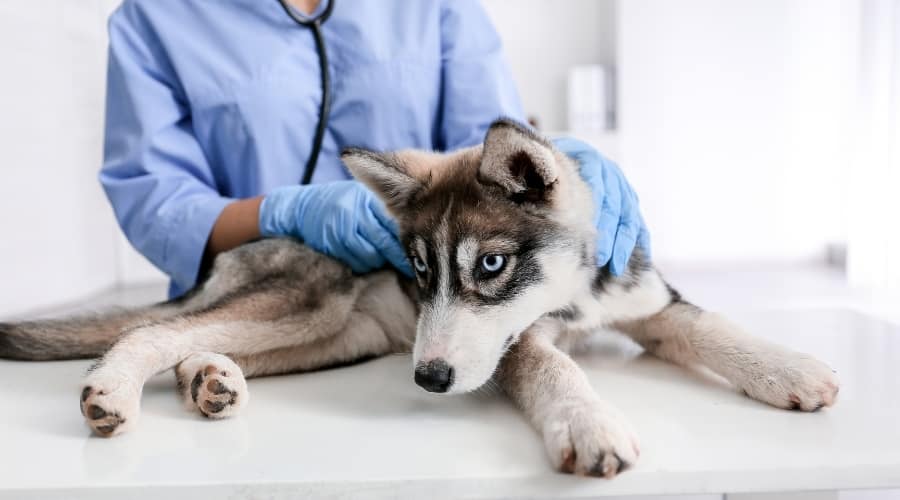 Husky Puppy Being Checked by a Vet