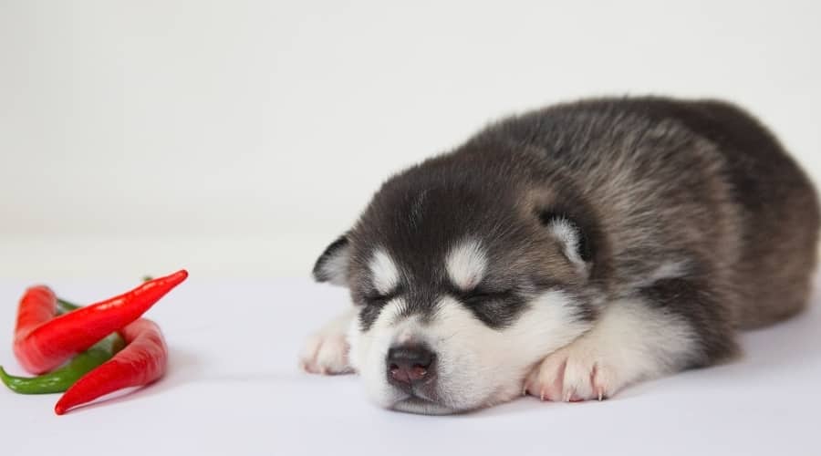 Husky Puppy Next to Red Spicy red peppers.