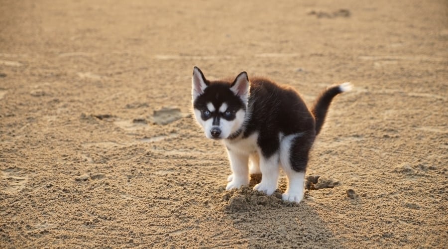 Husky puppy pooping in the sand.