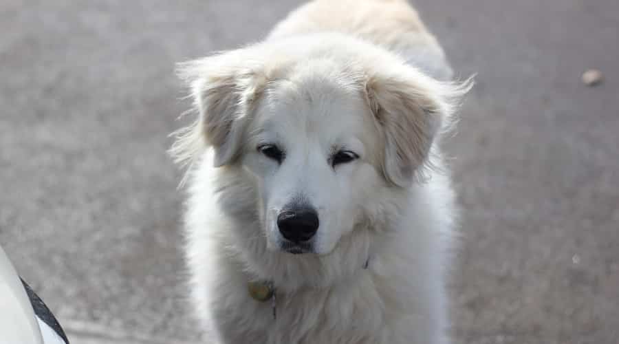 Husky Pyrenees