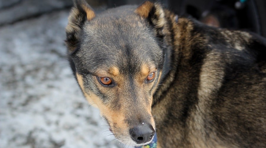 Husky Rottweiler Mix