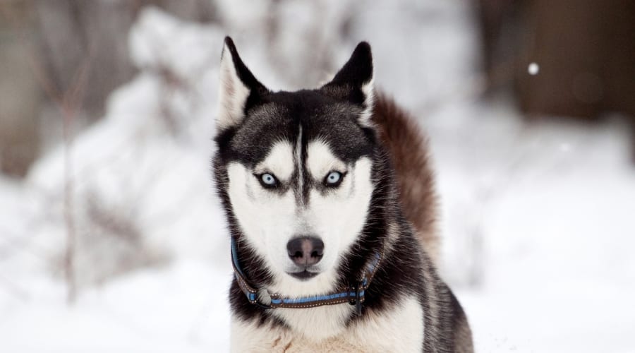 Dog Running Around