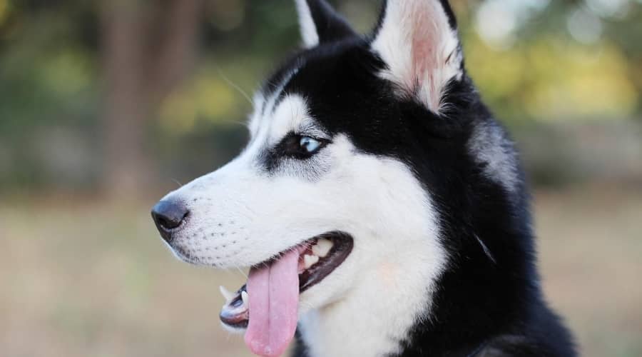 Husky Shedding Outdoors