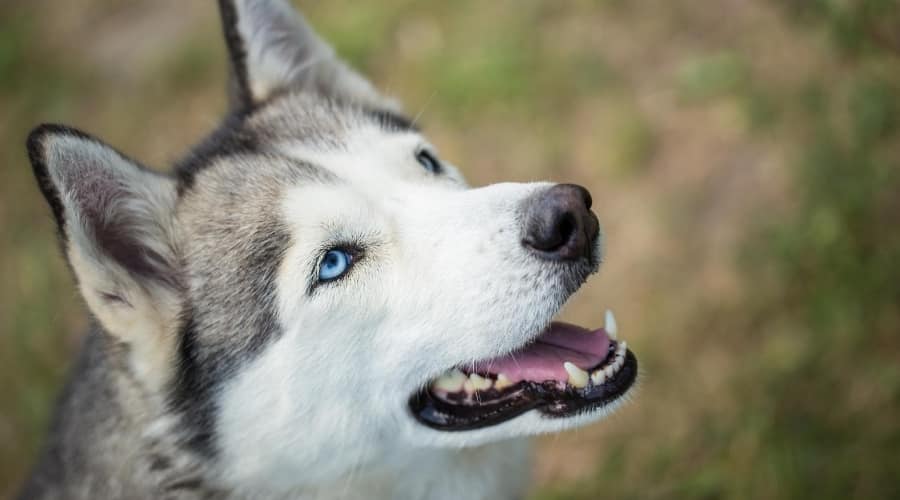 Husky Sitting Outside