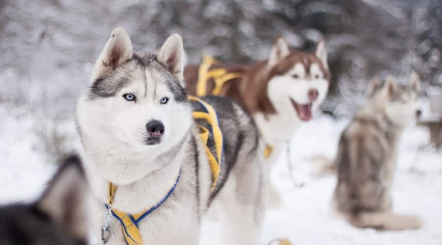 Dogs Sledding in Snow