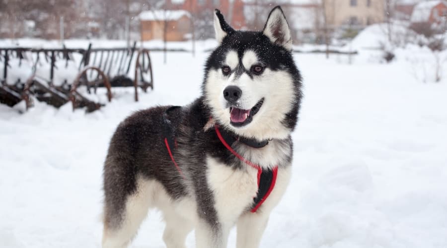 Husky Standing in Snow with Harness on
