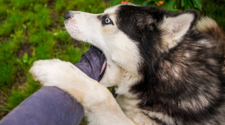 Husky mouthing a hand.