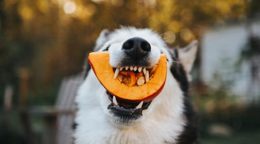 Husky With slice of Gourd in its Mouth