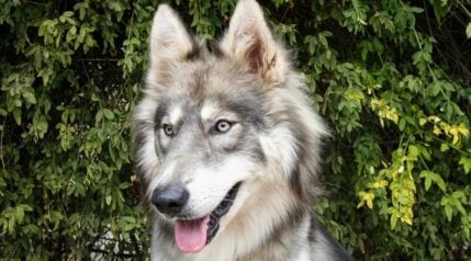 Siberian Husky Wolf Mix: Stunning, Dangerous, And Not For Beginners