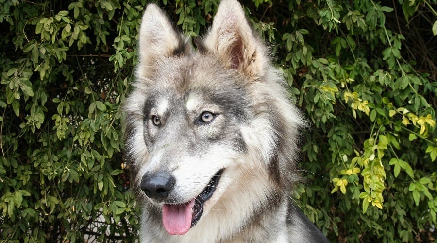 Husky Wolf Mix outside.