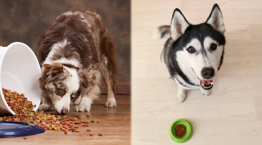 Husky and Aussie Eating Food