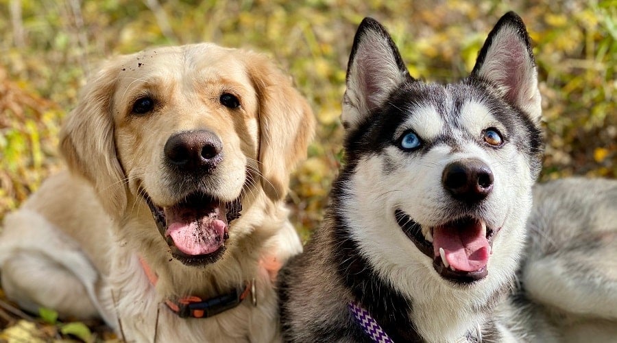 Husky and Golden Retriever in Training