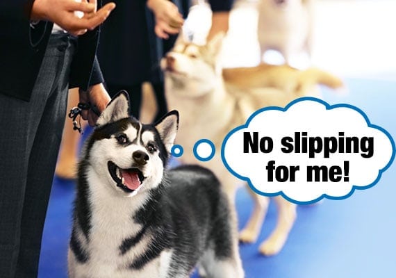 Husky at dog show getting ready to be judged