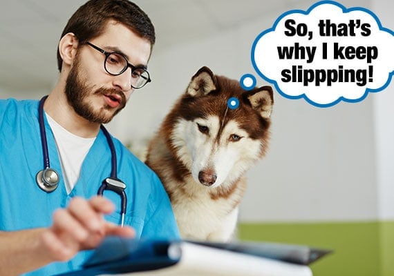Husky at vet being told why he keeps slipping and falling on floors
