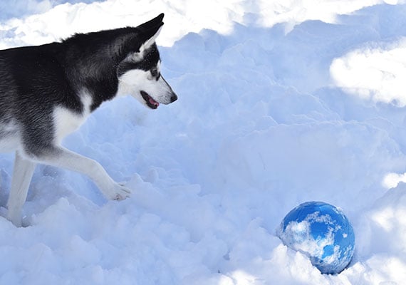 Husky chasing Jolly Soccer Ball toy in snow.